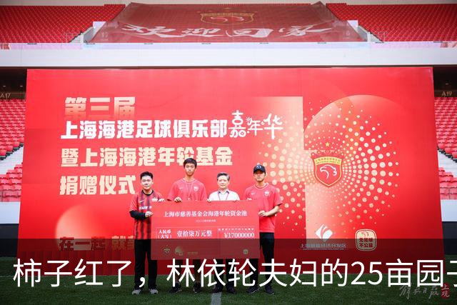 柿子红了，林依轮夫妇的25亩园子火了，这才是神仙日子！