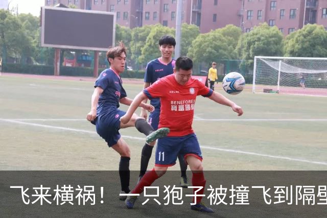 飞来横祸！一只狍子被撞飞到隔壁车道，导致波兰20岁小将去世